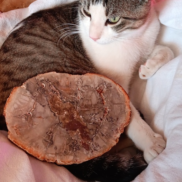 Large petrified wood slice 27.7 oz - Picture 2 of 6